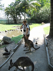 CairnsTC299 Wildlife Habitat